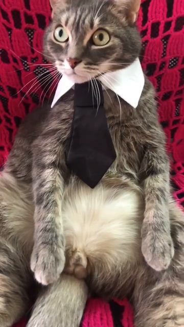 🐾 Этикет с Дейлом. Поговорим об смс📱