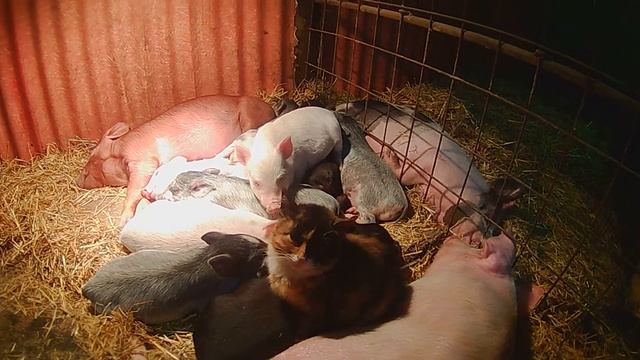 Приехала новая свинка шнырька. смотреть онлайн