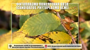 Фитоплазма пожелтения вяза (Candidatus Phytoplasma ulmi)