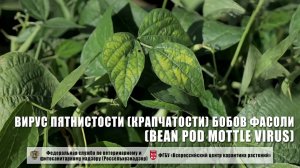 Вирус пятнистости (крапчатости) бобов фасоли (Bean pod mottle virus)