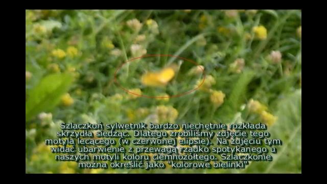 Motyle Bemowa i okolic смотреть онлайн