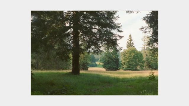 Calming Film Photography session in the forest - Fuji Superia X-TRA 400