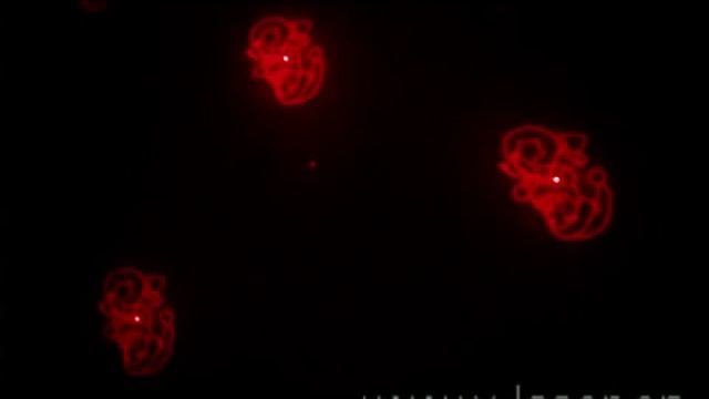 Уличная лазерная установка Garden Xmas смотреть онлайн