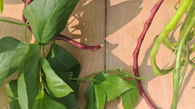 Berkebun dipot bisa mandiri sayuran, semangat berkebun teman-teman, petik apa yang ada dikebun смотреть онлайн