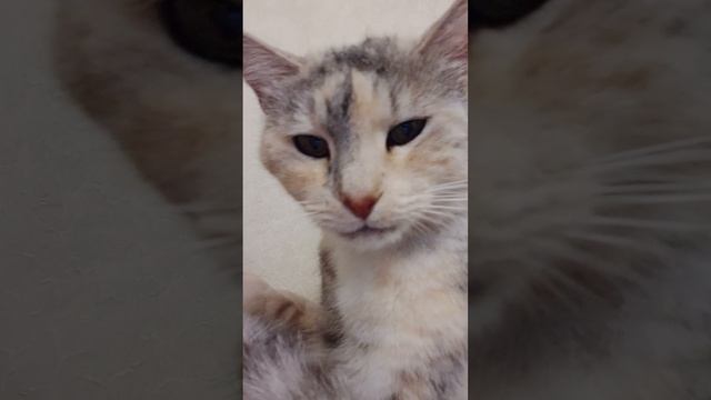 Моем лапку.