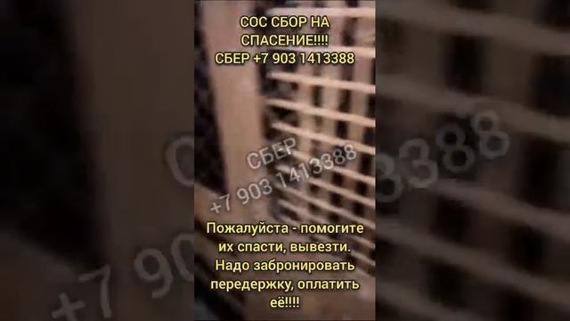 Сбор на спасение и поиск кураторов - отлов в Казахстане! #спасисобаку #собакавбеде #rescuedog #dog