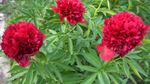 Пион Рэд Дэнди - Red Dandy. Auten E., 1951,