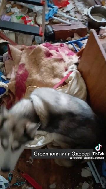 нашли брошенных животных в квартире. #клининг #уборка #историяизжизни смотреть онлайн