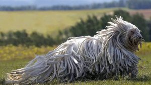 Самые лохматые собаки в мире