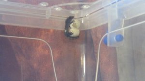 Lepidodactylus lugubris. Чудо рождения