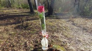 Красная Розочка.