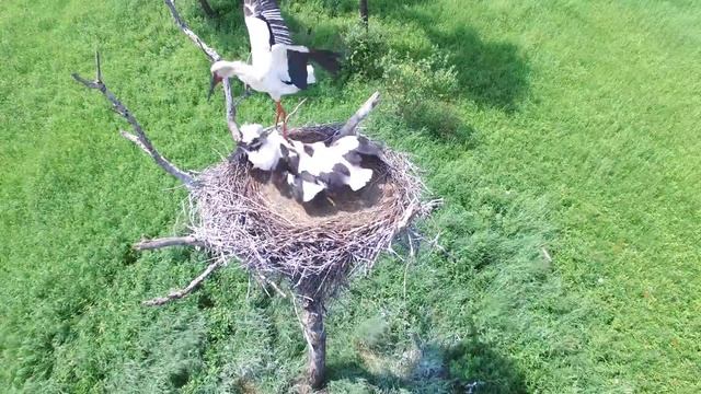 Семья дальневосточного аиста смотреть онлайн