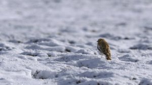 Звуки Земли 2 серия «Гималаи» (документальный сериал, 2024)