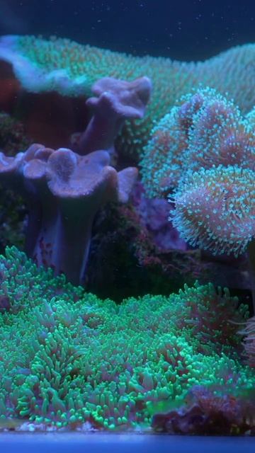 Кормление Морских Рыб: Как Не Потерять Время смотреть онлайн