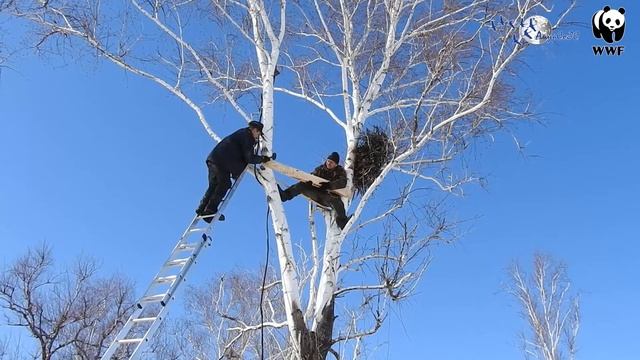 Установка онлайн-камер на гнездах дальневосточного аиста в Березовском заказнике. 2020 г. смотреть онлайн
