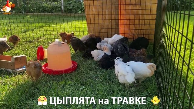 Цыплята несушек на травке в загоне хорошо растут на солнышке 🐥🌿🌞 (2)