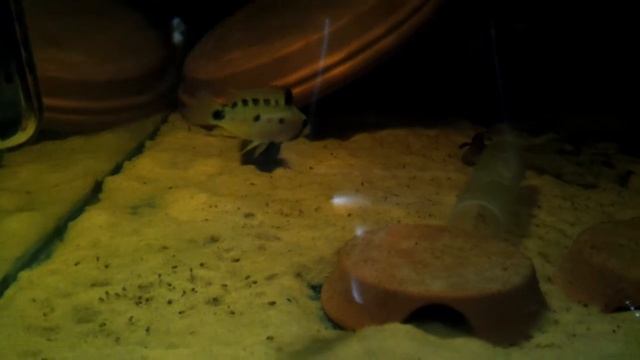 Apistogramma sp. "Pebas" fry смотреть онлайн