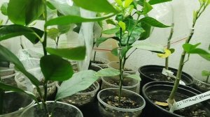 Обзор цитрусового стеллажа: сеянцы, укореняшки, прививки. Прививка мандарина из магазинной веточки.