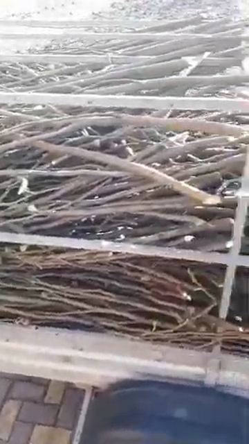 Провожая черенки инжира на север... #shorts #черенки #обрезка смотреть онлайн