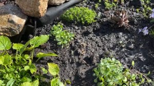 Посадка в открытый грунт Обриеты.