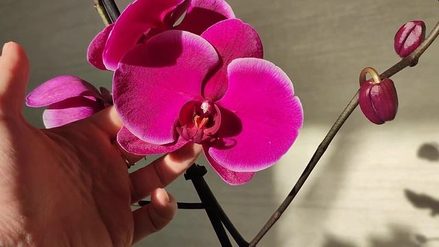 Орхидеи крупноцветы в фиолетовых оттенках  #orhids#phalaenopsis#голландскиеорхидеи#орхидея