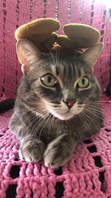 🐾 Египтяне и котеек хотели приучить к охоте😅