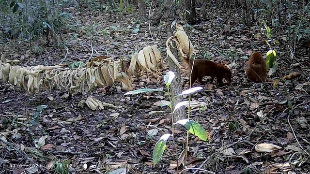 Testando a Câmera de Trilha HC 801 A смотреть онлайн
