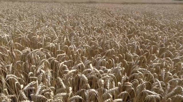 31.07.19 Яровая пшеница. Сорт Тризо. смотреть онлайн