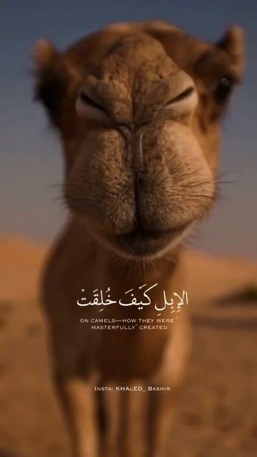 أجمل وأفضل حالات واتس اب دينيه 🖤 قرآن كريم بصوت القارئ : عبد الرحمن مسعد || 🌘😴 ( مقاطع قرآن )😴