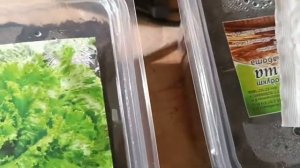 Сажаю впервые, с экспериментом довольна.