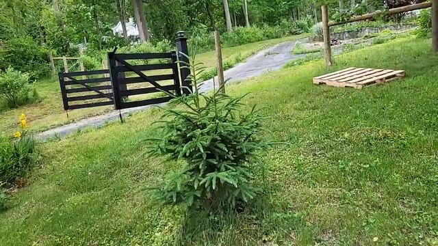 May 2024: Garden Tour Again But MORE #sowwellharvestmore #gardentour смотреть онлайн