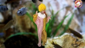 СЕРГІТУ СӘТІ/ФИЗМИНУТКА/СЕРГИТУ САТИ/БАЛАЛАРҒА АРНАЛҒАН ЖАТТЫҒУ