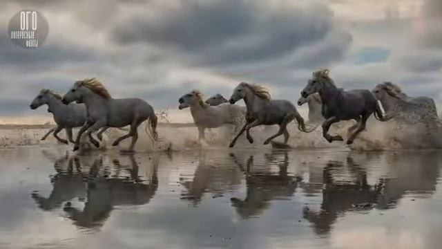 породистые лошади смотреть онлайн