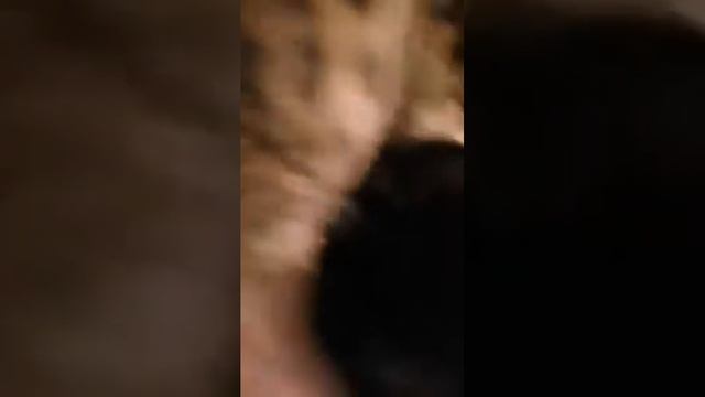 Кошачьи ласки радуют глазки...