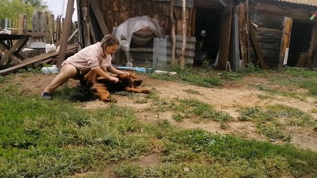 Уборка в доме. Ручные индюки. Козьи игры.