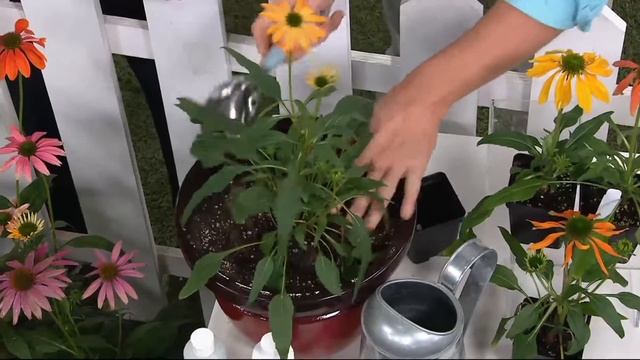 Roberta's 4-piece Color Changing Echinacea Collection on QVC смотреть онлайн