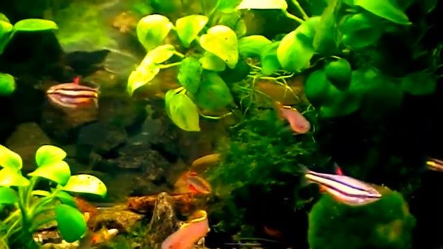 #Aquarium. Нанностомус маргинатус смотреть онлайн