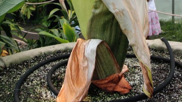 Top 10 Bizarre and Truly Scary Plants You Never Knew Existed смотреть онлайн