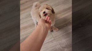 Щенок мальтипу Филя, возраст 3 месяца
