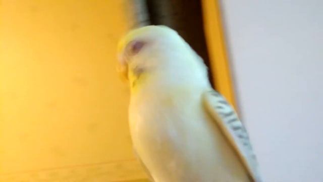 Коксен! смотреть онлайн