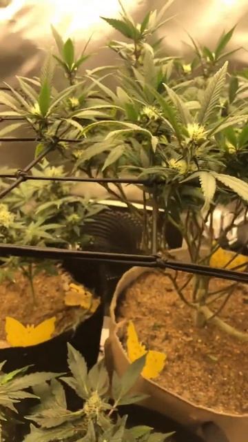 Girl Scout cookie auto, random seed grow and two little clone grows for fun #homegrown смотреть онлайн