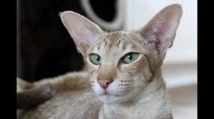 Тест записи звука конденсаторного микрофона Blue Yeti Blackout