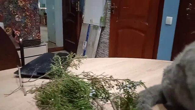 Ягоды можжевельника смотреть онлайн