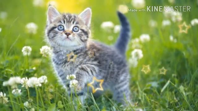 Хомяки поют песню носа смотреть онлайн