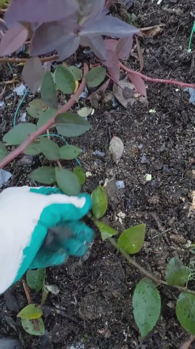 Размножение голубики ..Легкии способ👌Уход за голубикой Осенью🍂🍃