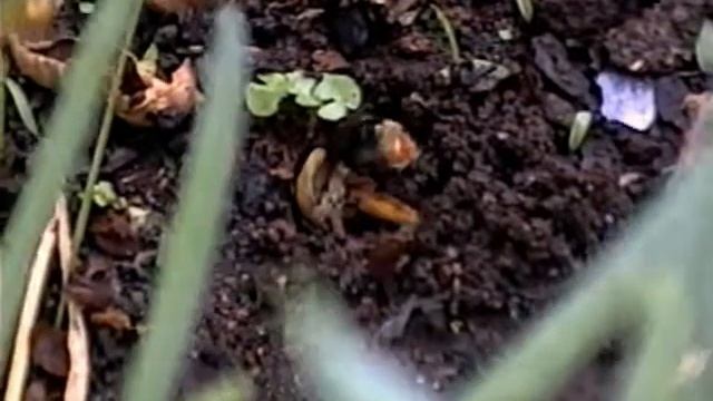 Abelha solitária construindo toca смотреть онлайн