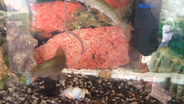 Щука атакует смотреть онлайн