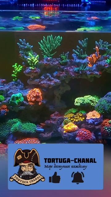Где установить морской аквариум? Советы по выбору идеального места смотреть онлайн