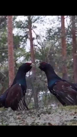 Ток Глухаря 🐦🎯