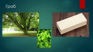 Древесина 1